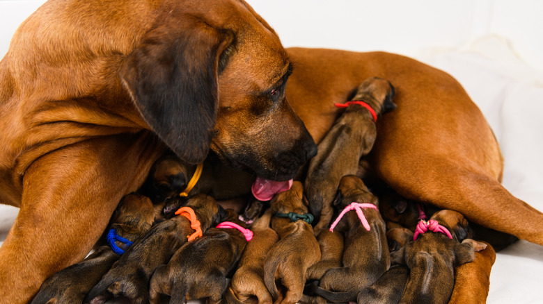 Mother dog resting gently with her puppies.