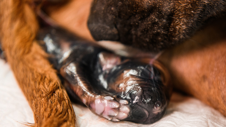 Newborn puppy beside mother, still in amniotic sac.