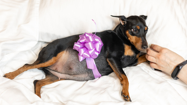 Pregnant dog with a ribbon around her belly.