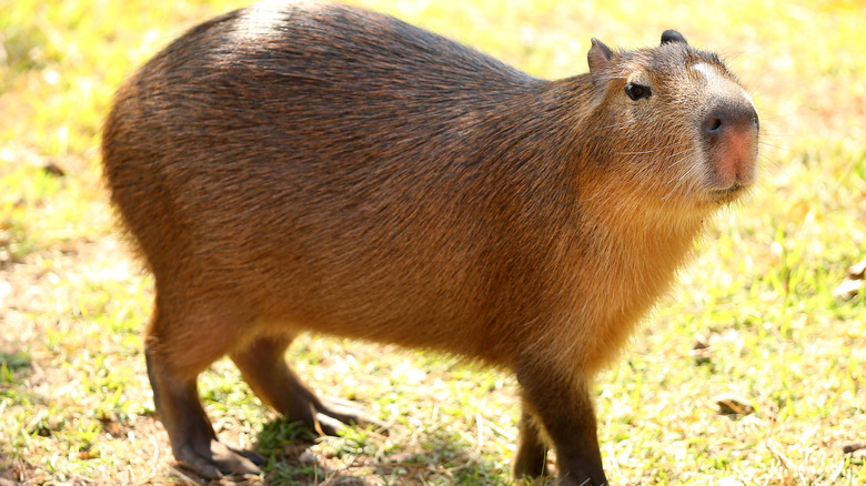 A capybara walking through the grass.