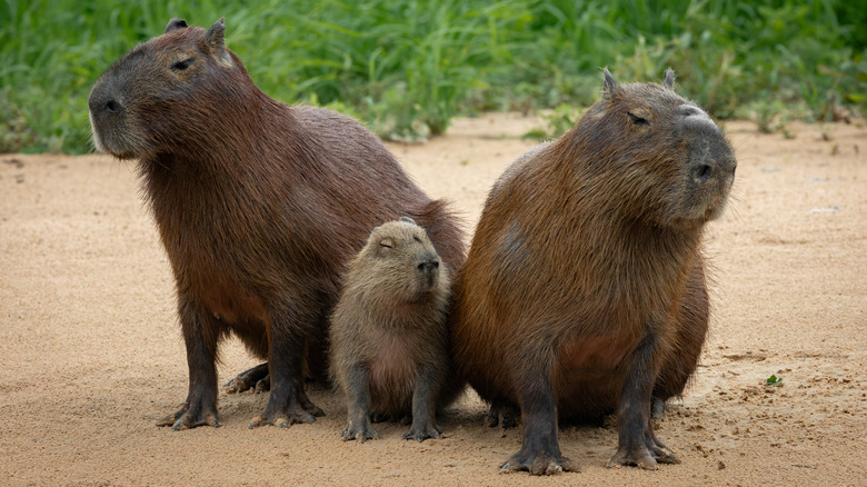 Capybaras sitting on a beach.