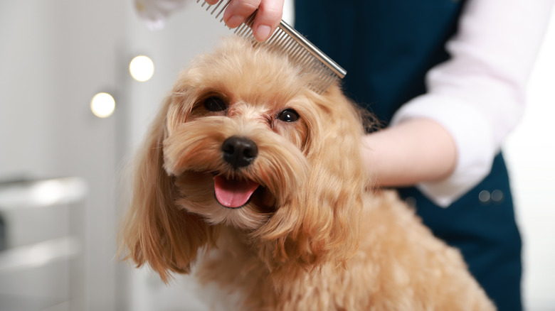 A cute dog getting its hair groomed.