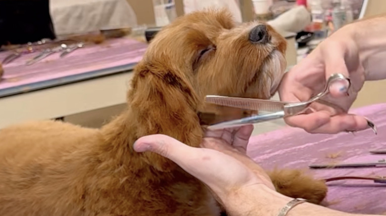 A cavapoo named Wookiee was super relaxed during his first haircut.