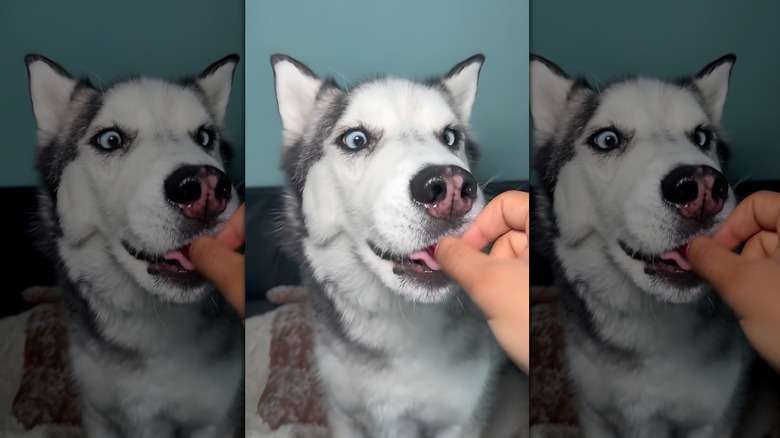 Husky accepting treat from owner's hand