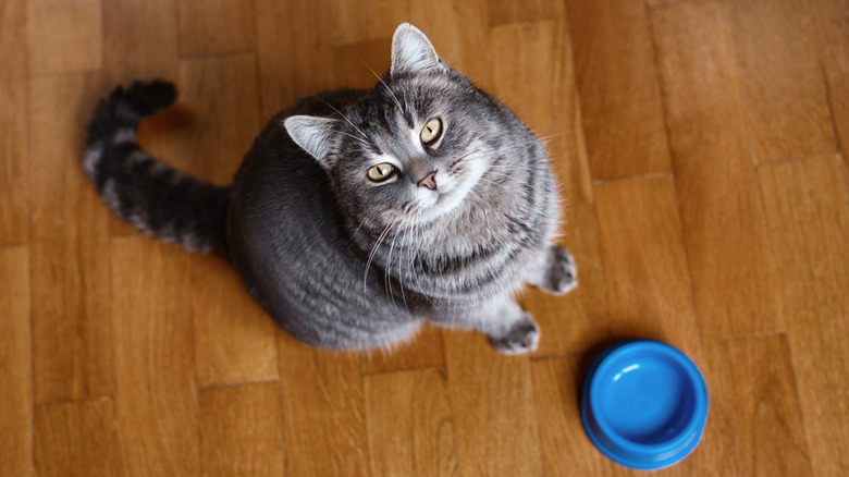 A cat from above standing by an empty bowl.