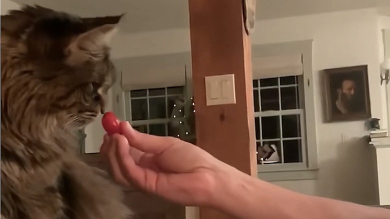 Wildlife conservationist Jeff Corwin tests his cat with a red tomato on TikTok.