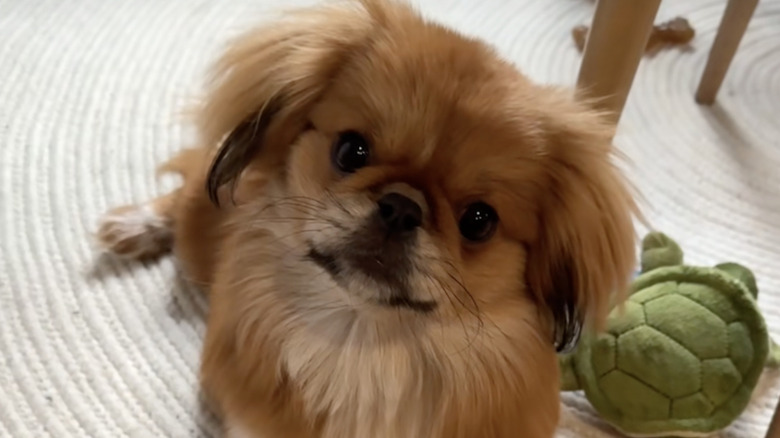George the Pekingese from TikTok likes to chew things.