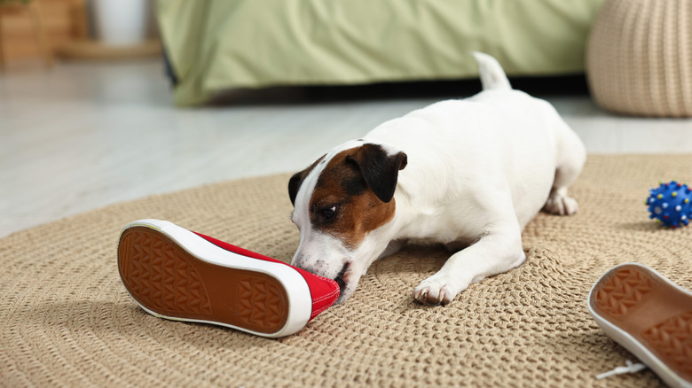 A dog chewing on a red sneaker on bedroom floor.