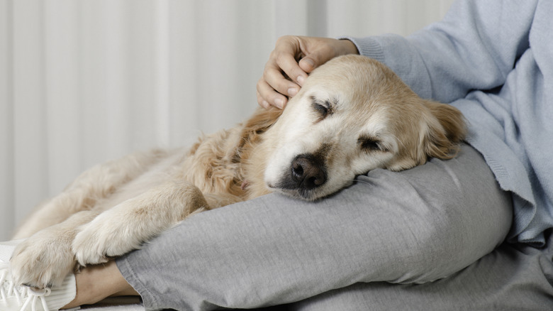 A golden retriever sleeping on a person.
