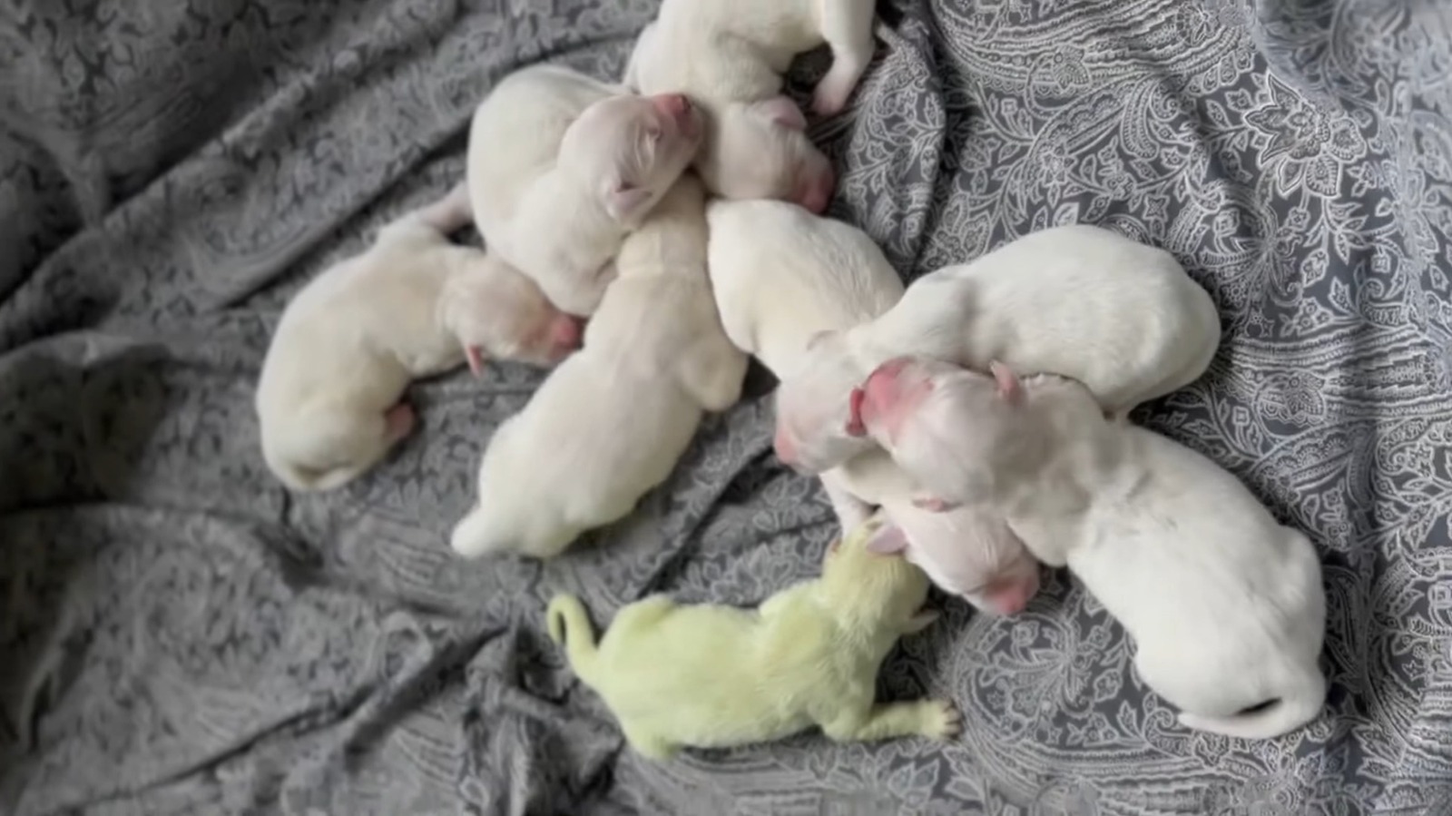 Some Puppies Are Born With Green Fur Because Of This Rare Phenomenon