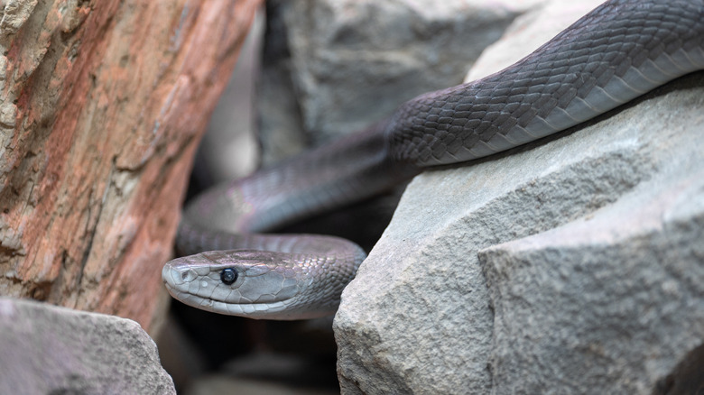 A closeup shot of a black mamba snake between wood and stone