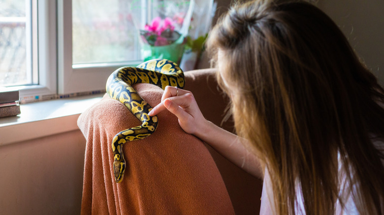 A woman pets her pet snake that is slithering on top of a couch