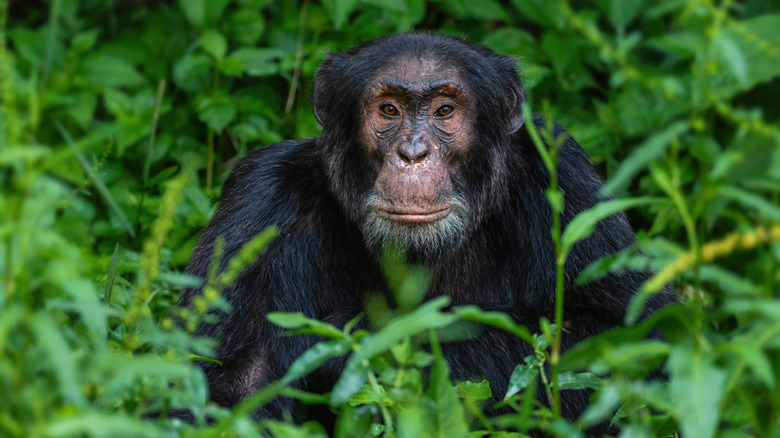 An adult chimpanzee sitting calmy in the forest brush