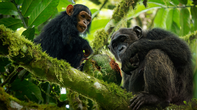 A young and adult chimpanzee on a tree earing together
