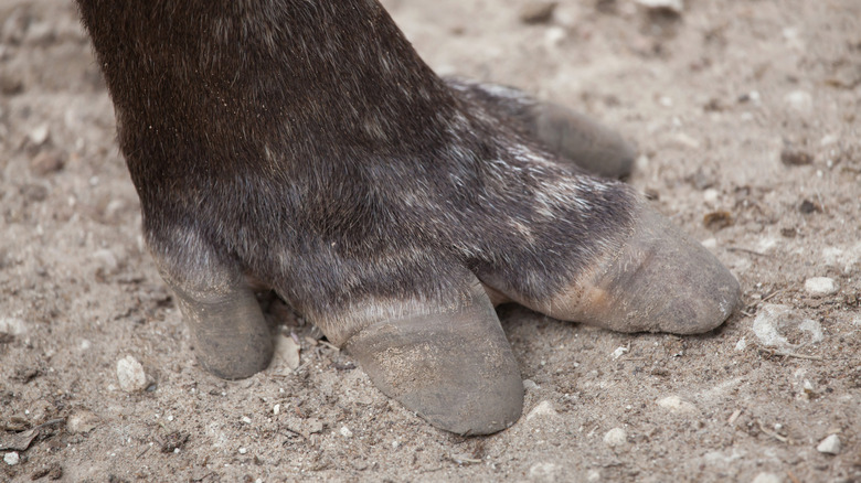The hoof of a lowland/South American tapir