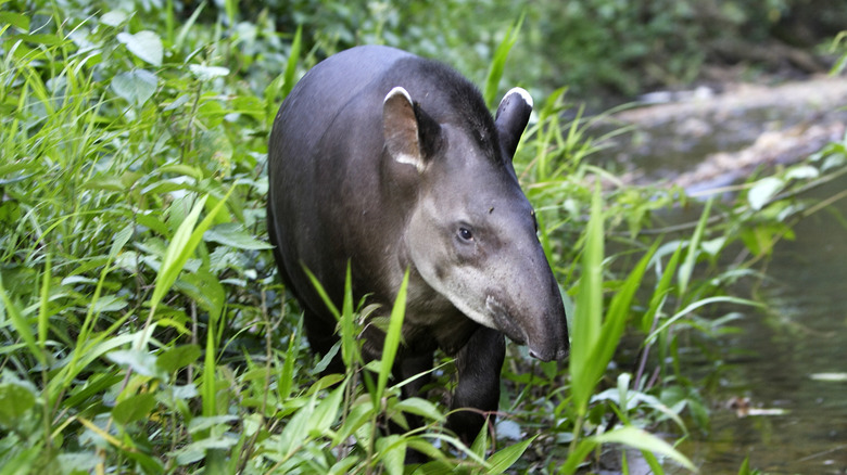 A lowland tapir in the wild walking in foliage next to a river