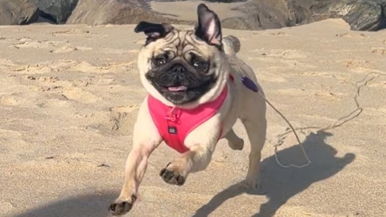 Pug runs with all its might on sand.