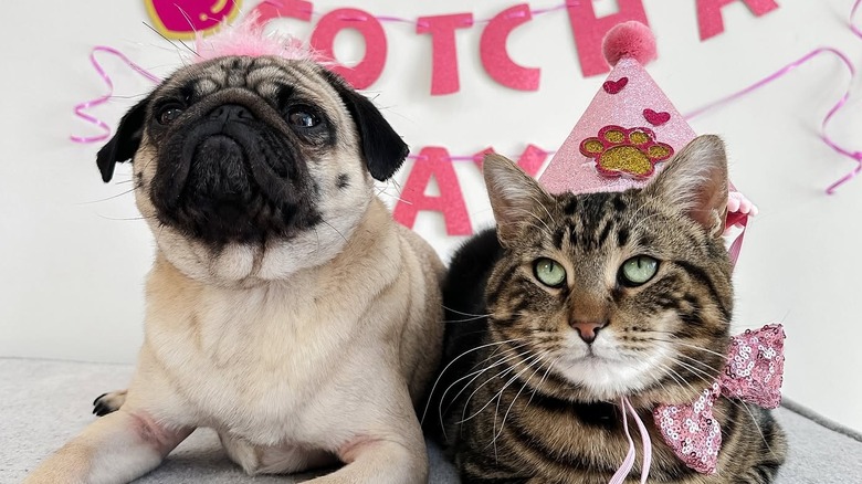 Pug and cat in pink sit side by side.