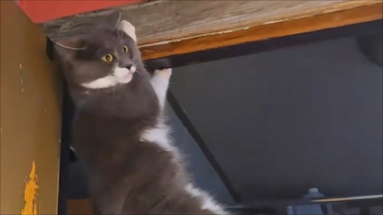 Grey and white cat hangs from a door frame.