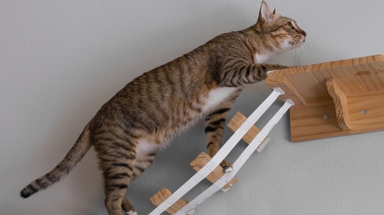 Active indoor cat using wall-mounted perches and steps.