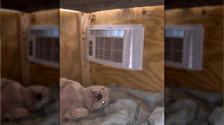 Dog enjoying AC in dog house.
