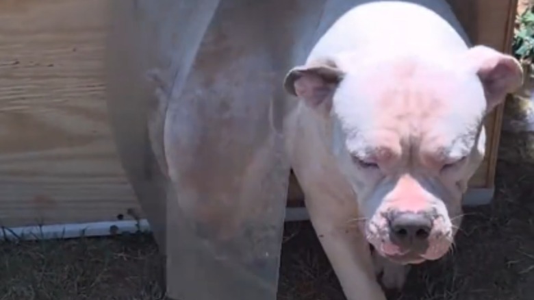 Dog leaving air conditioned dog house