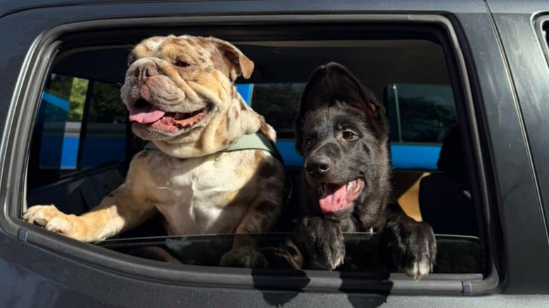 English bulldog looks out the window of car with new puppy brother