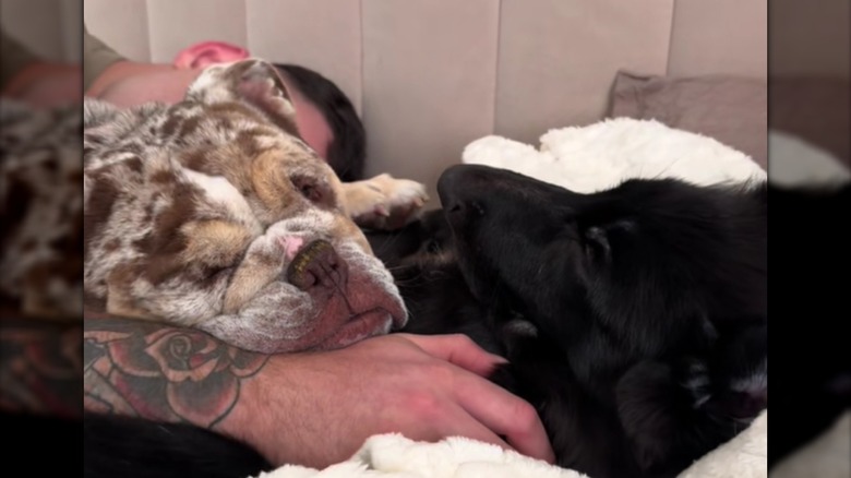 Ralphy and his brother snuggle in bed together