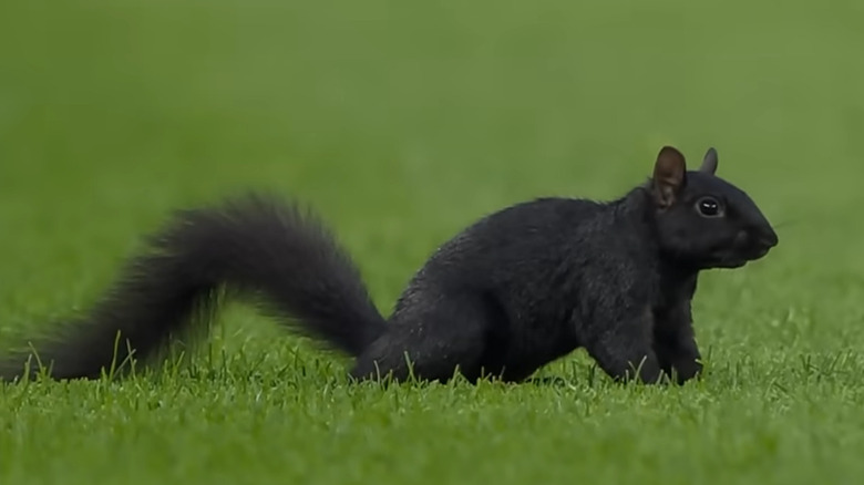 Close-up of a squirrel in a field