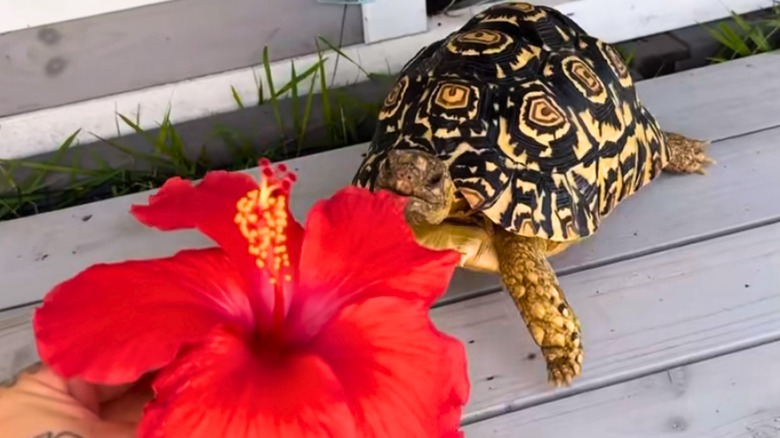 Tortoise bites at a large, bright red flower outside.