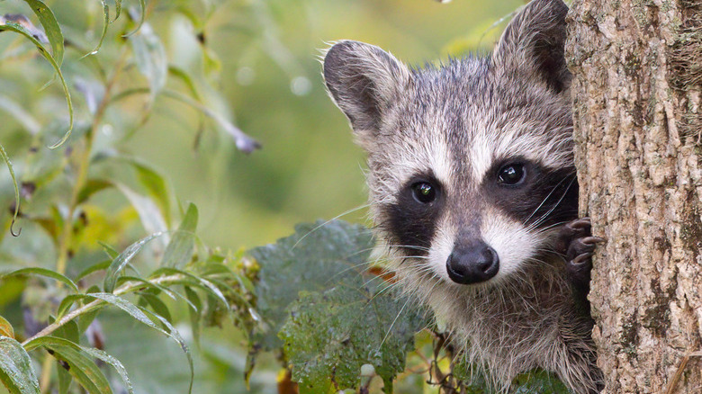 Raccoon peers out from behind tree