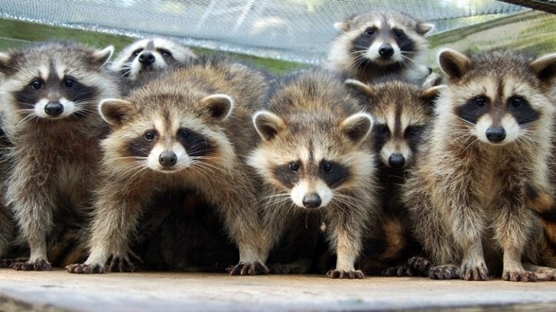 Seven juvenile raccoons face off against camera