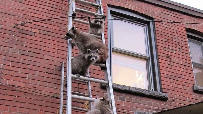 Five raccoons climb ladder leaning against brick building