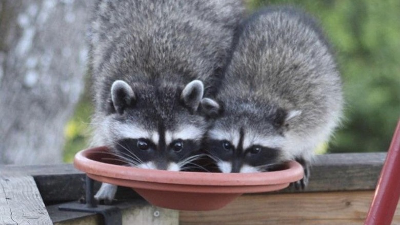 Two raccoons eat from outdoor bird feeder side by side