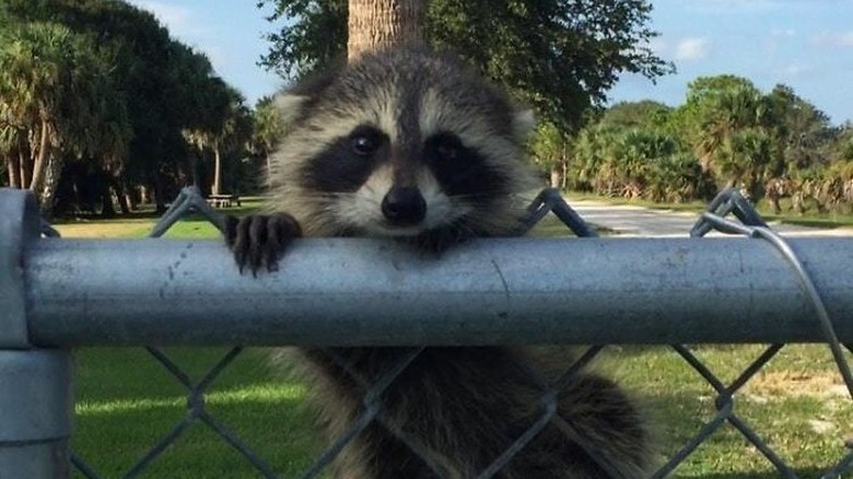 Baby raccoon hangs onto chain-link fence