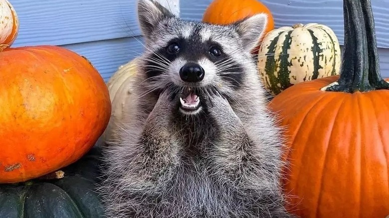 Happy raccoon surrounded by pumpkins