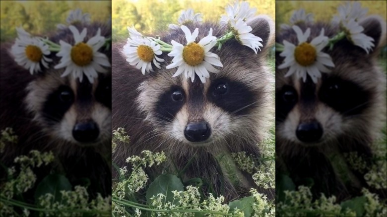Raccoon wears crown of daisies