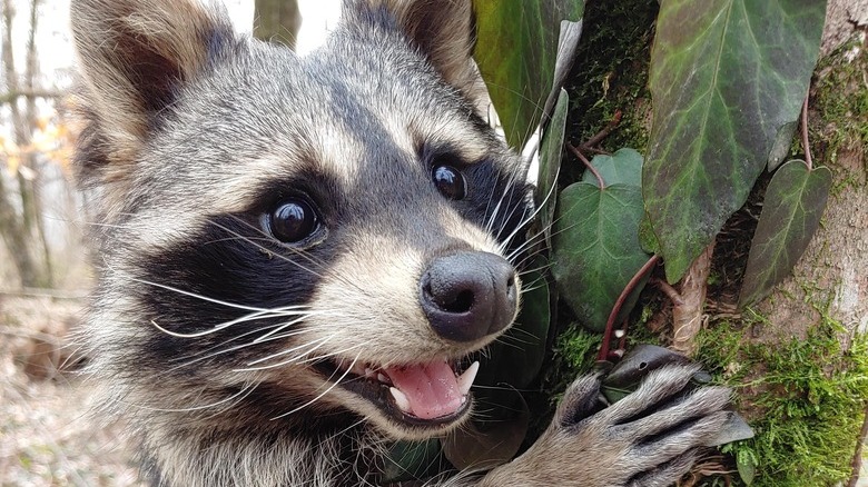Juvenile raccoon clings to tree