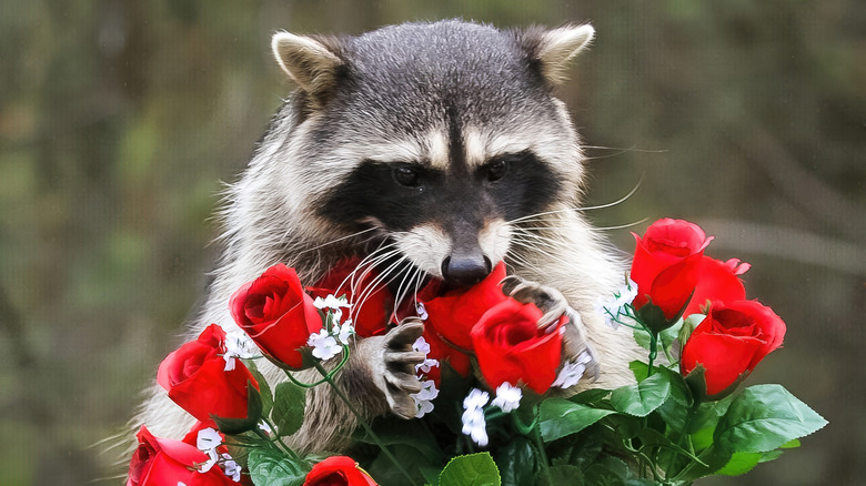 raccoon playing with roses
