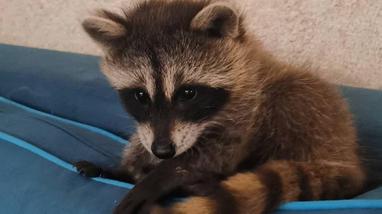 Baby raccoon on cushion