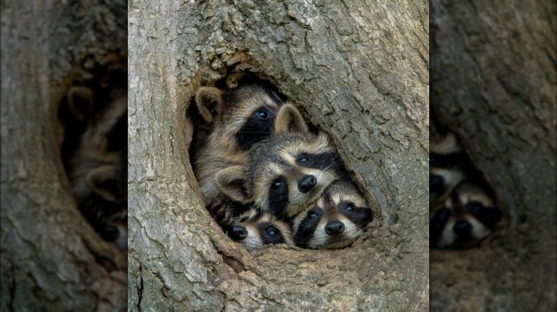 Four raccoons looking out of small hole in tree