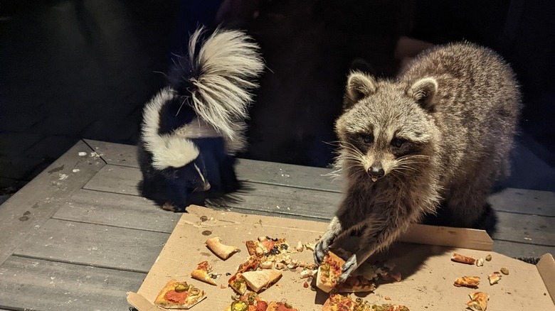 Raccoon and skunk eat snacks from pizza box