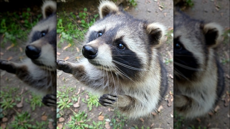Raccoon stands on back legs to reach something