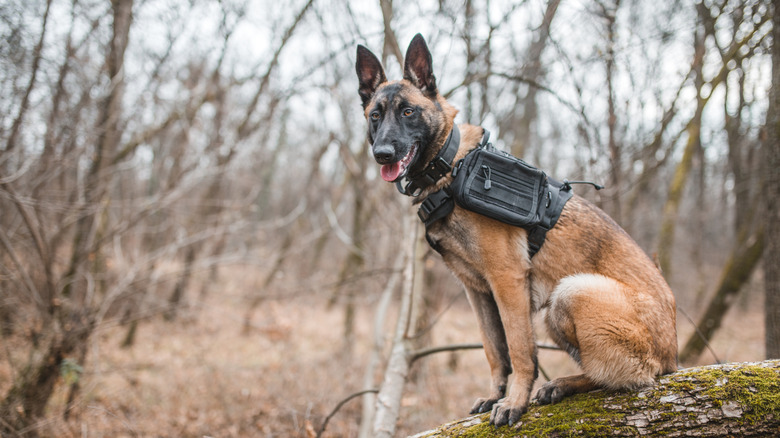 Portrait of a beautiful Belgian shepherd dog, ready for rescue action.