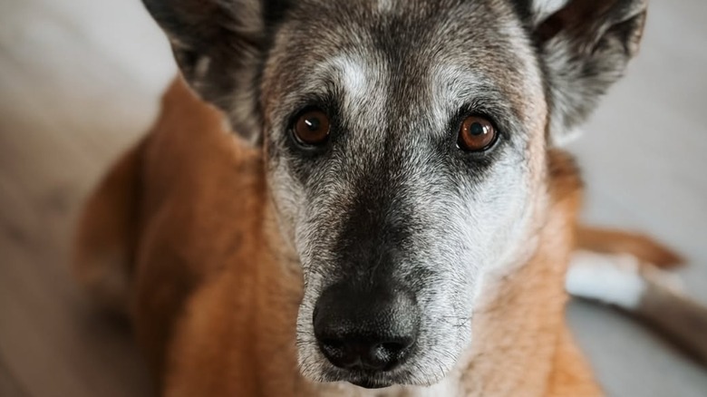Wixen the Belgian Malinois posing for a photo