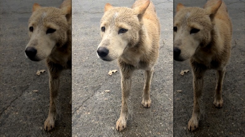 Dirty-looking stray dog