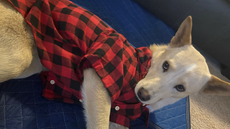Dog wearing a plaid shirt and lounging on a sofa