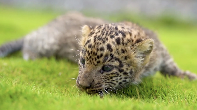 A baby leopard cub was found in a sugarcane field in India.