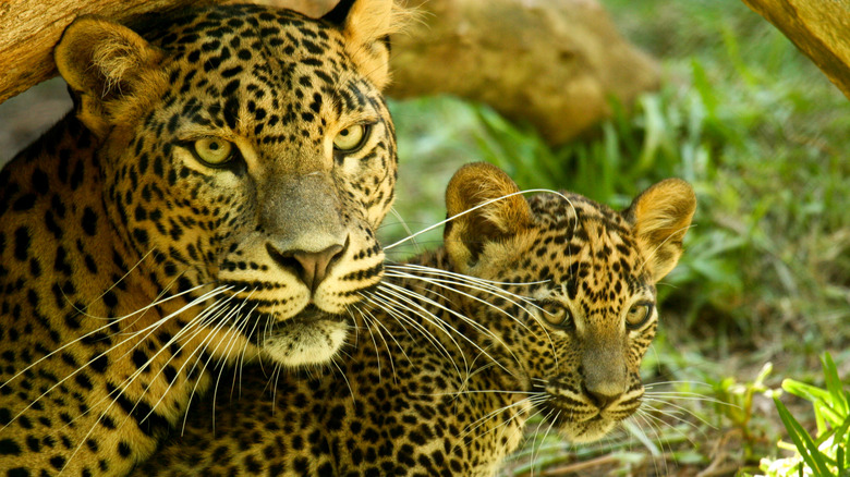 Baby leopard cub and mom together.