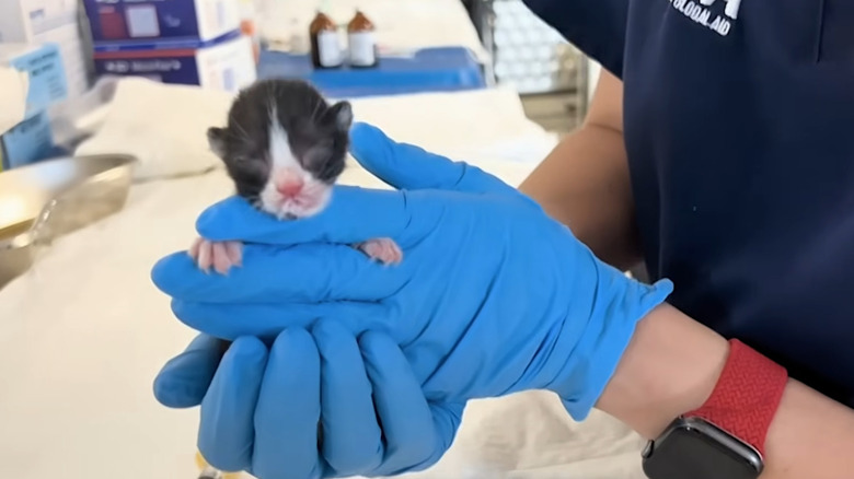 Tiny black and white kitten being held by a vet wearing blue gloves